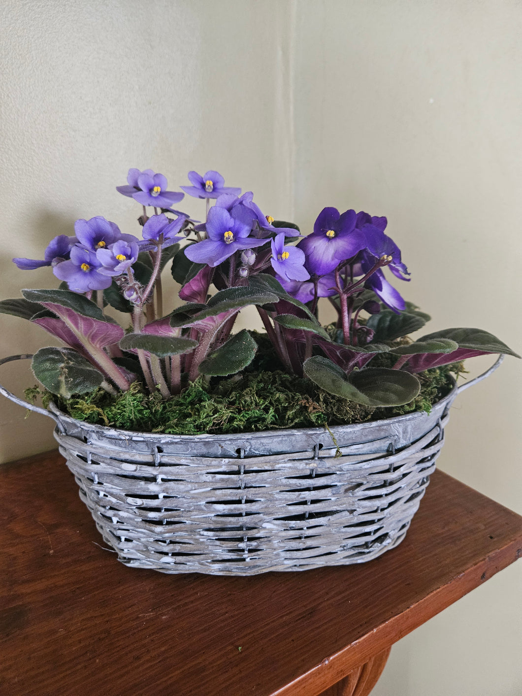 Violets in Metal Woven Container