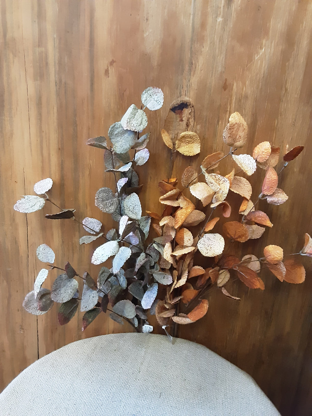 Indoor Eucalyptus