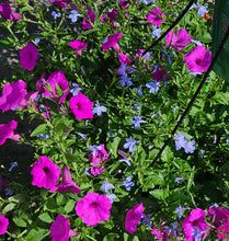 Load image into Gallery viewer, Hanging Baskets
