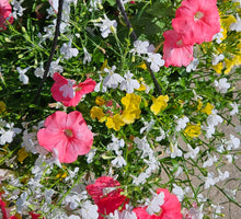 Load image into Gallery viewer, Hanging Baskets
