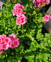 Load image into Gallery viewer, Hanging Baskets
