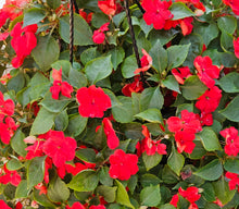 Load image into Gallery viewer, Hanging Baskets
