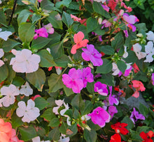 Load image into Gallery viewer, Hanging Baskets
