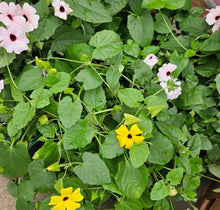 Load image into Gallery viewer, Hanging Baskets
