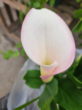 Load image into Gallery viewer, Calla Lily

