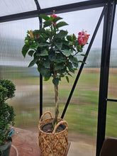 Load image into Gallery viewer, Multi-colored Hibiscus
