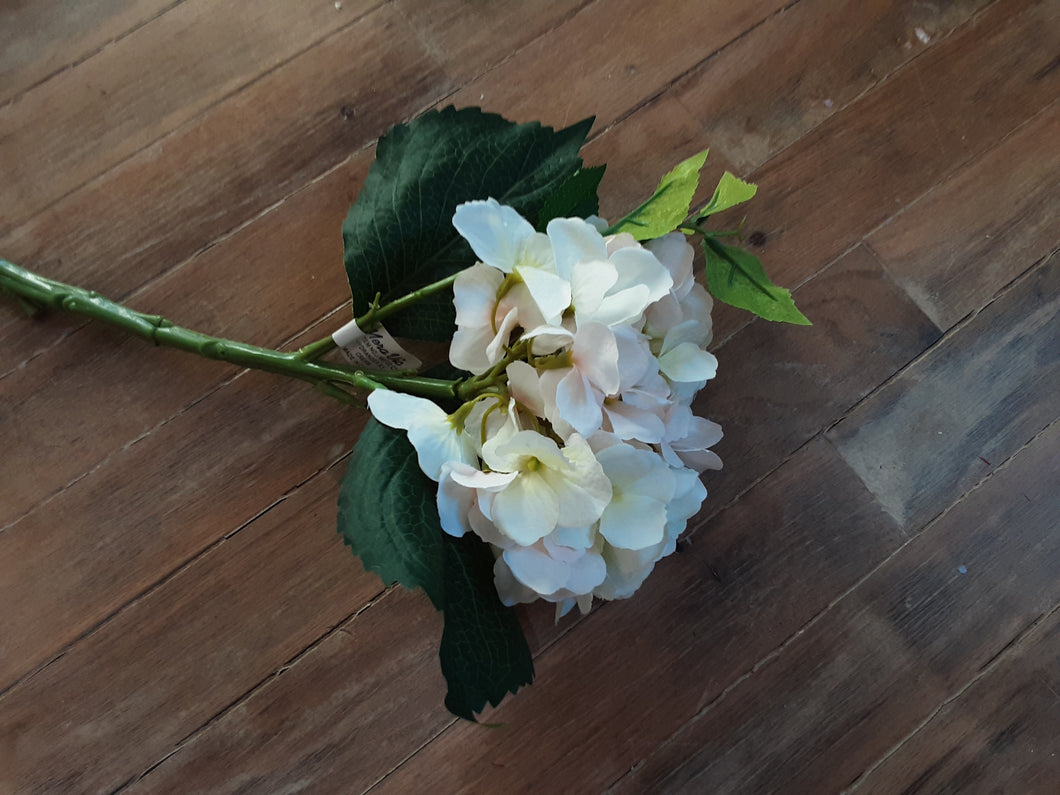Hydrangea