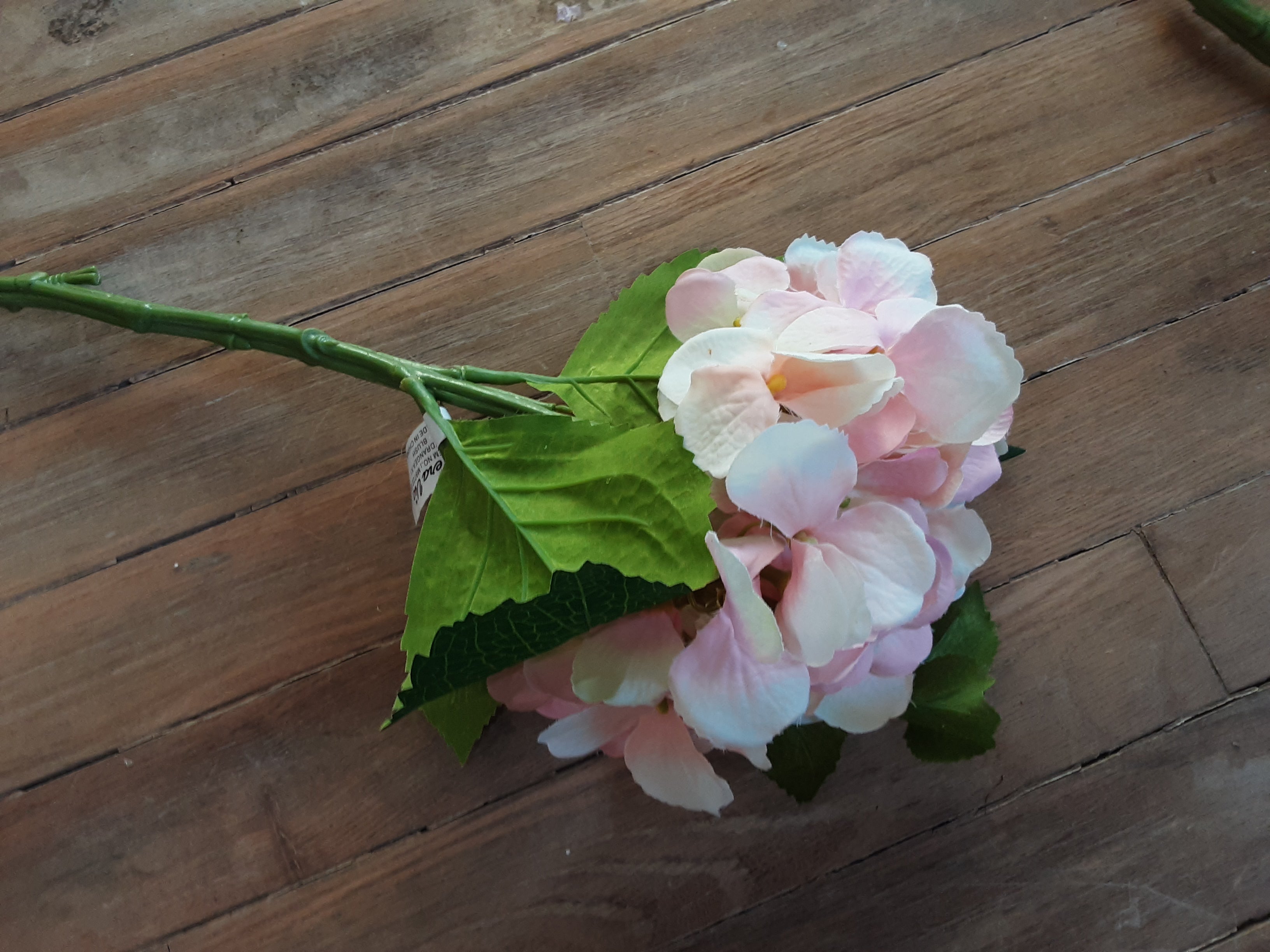 Hydrangea – Back-En-Thyme