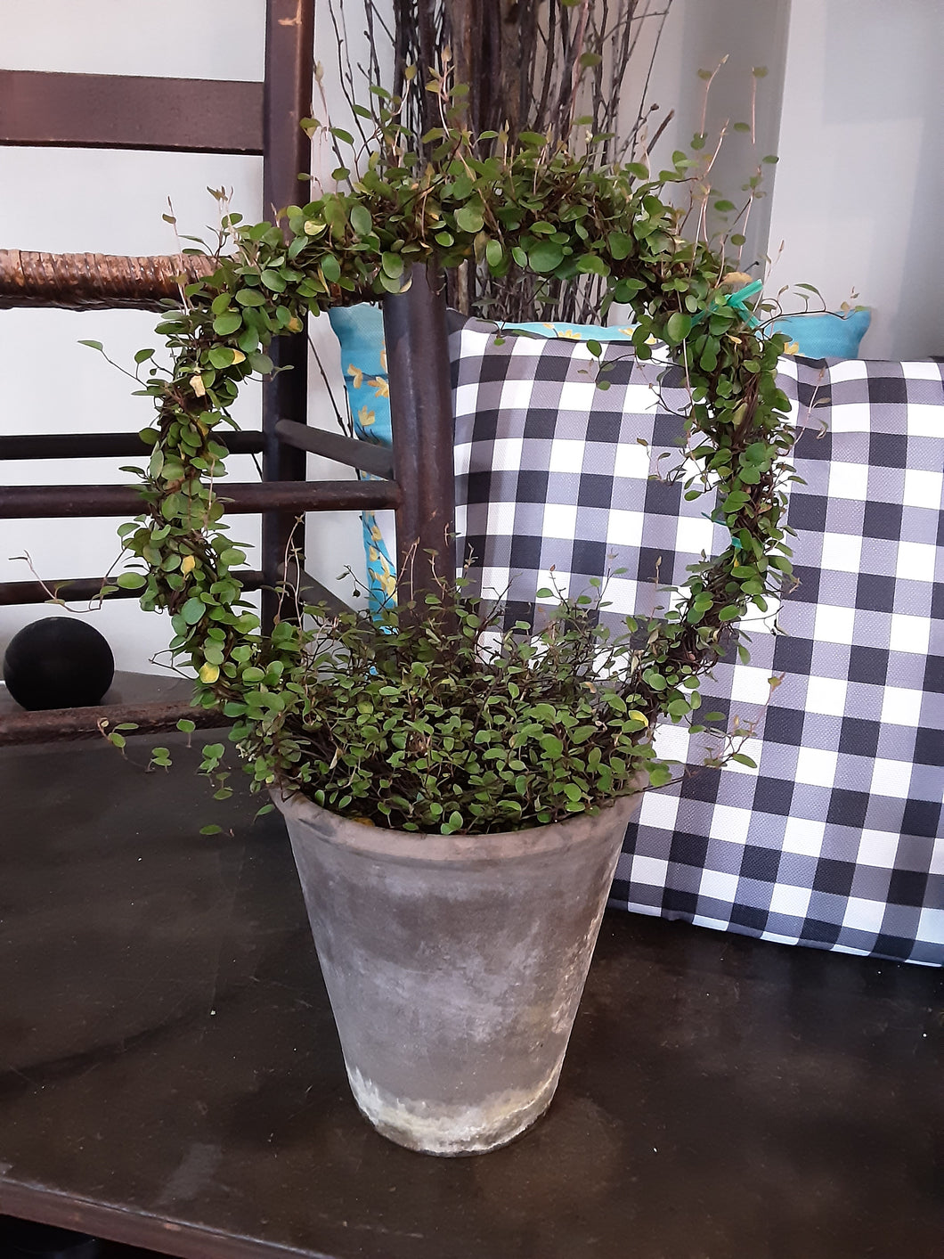 angel vine house plant Angel Vine Ring