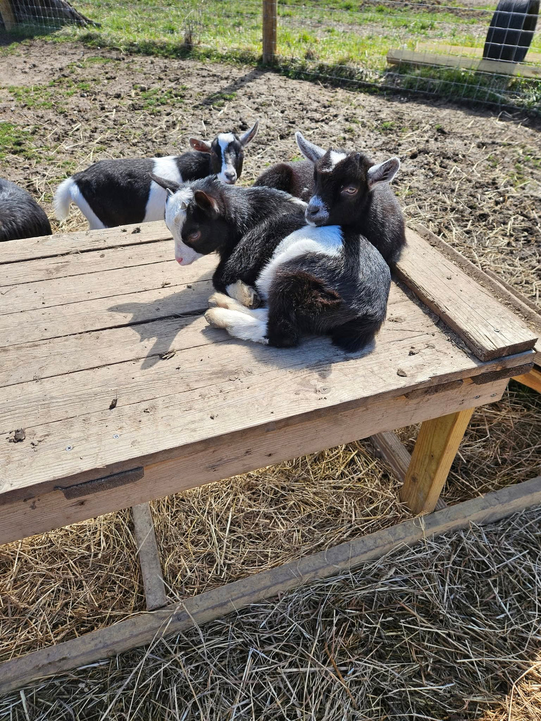Fur & Feather Feedings