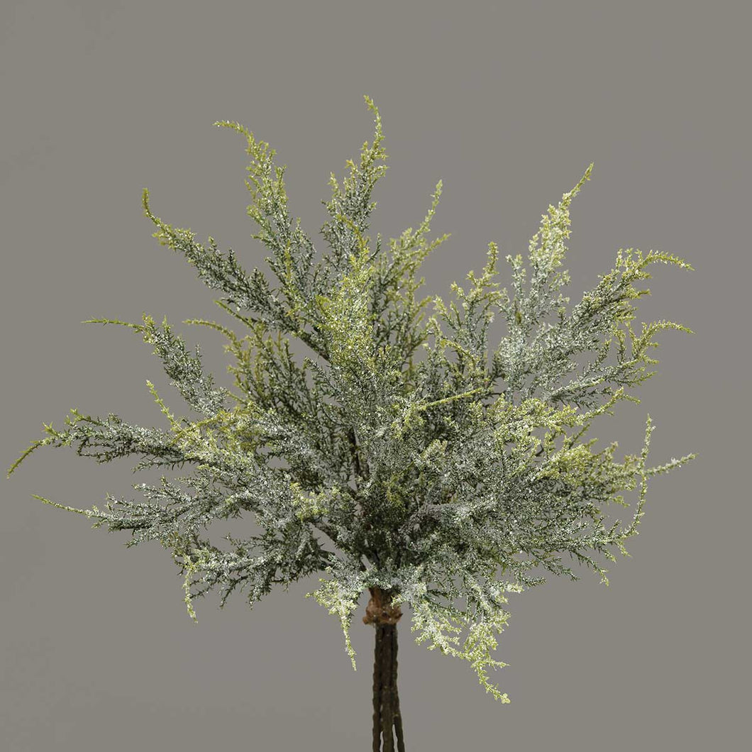 Cedar Pine - Bundle of 5