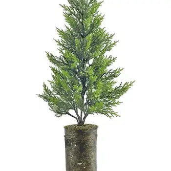 Snow Juniper in Birch Bark