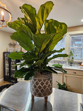 Load image into Gallery viewer, Fiddle Fig
