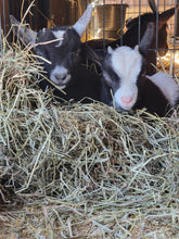 Load image into Gallery viewer, Pictures with the Baby Goats - Spring Fling, Saturday, April 26
