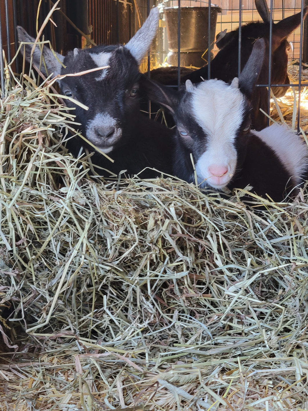 Pictures with the Baby Goats - Spring Fling, Saturday, April 26