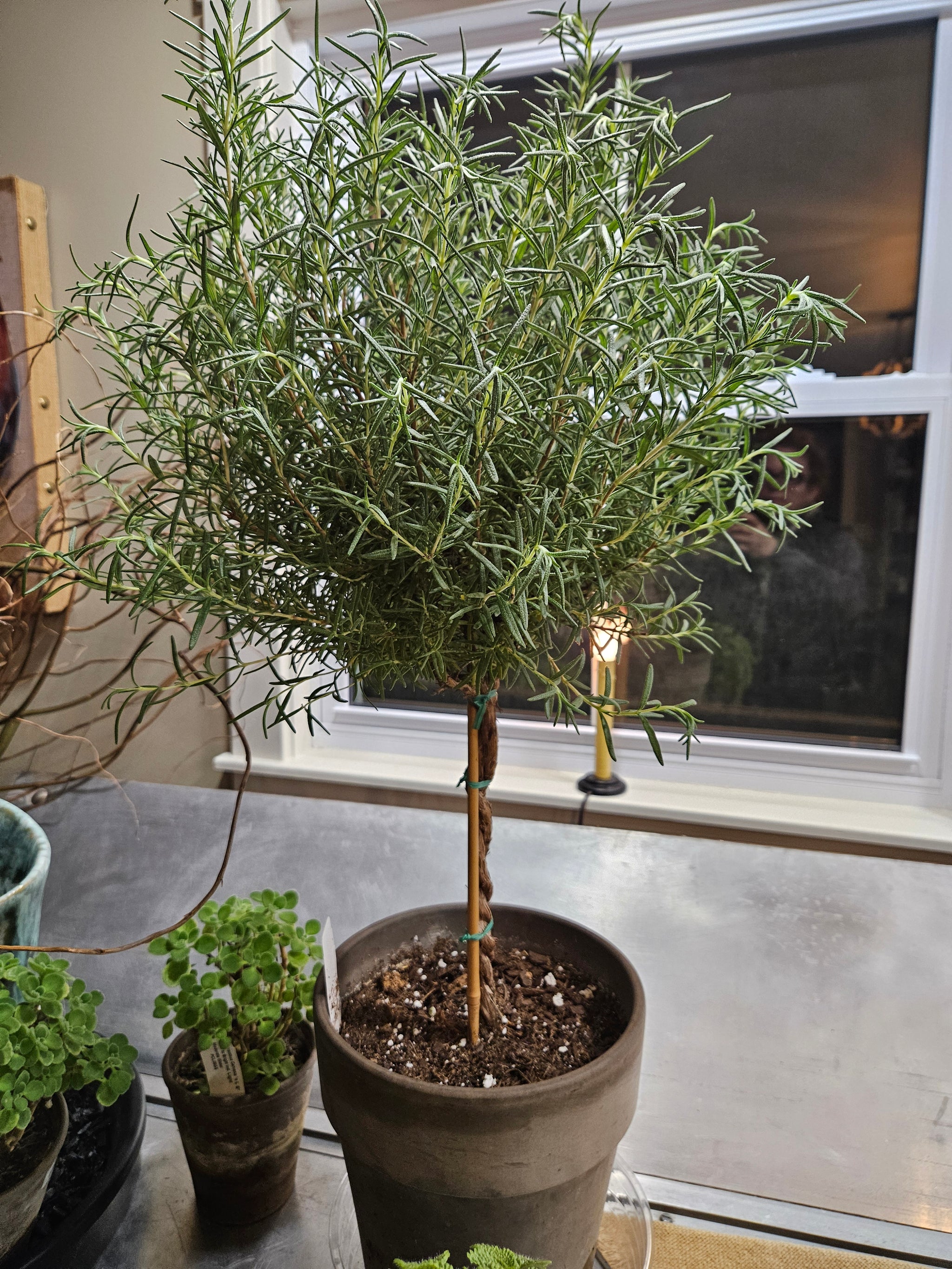 rosemary potted plant Rosemary Topiary