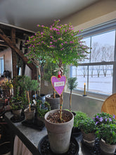 Load image into Gallery viewer, Mexican Heather Topiary
