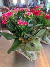 Load image into Gallery viewer, Frog with Kalanchoe
