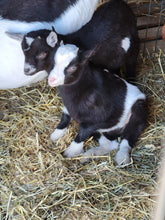 Load image into Gallery viewer, Pictures with the Baby Goats - Spring Fling, Saturday, April 26
