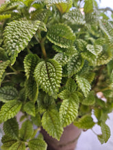 Load image into Gallery viewer, Moon Valley Pilea (Friendship Plant)
