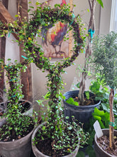 Load image into Gallery viewer, Angel Vine Lollipop Wire
