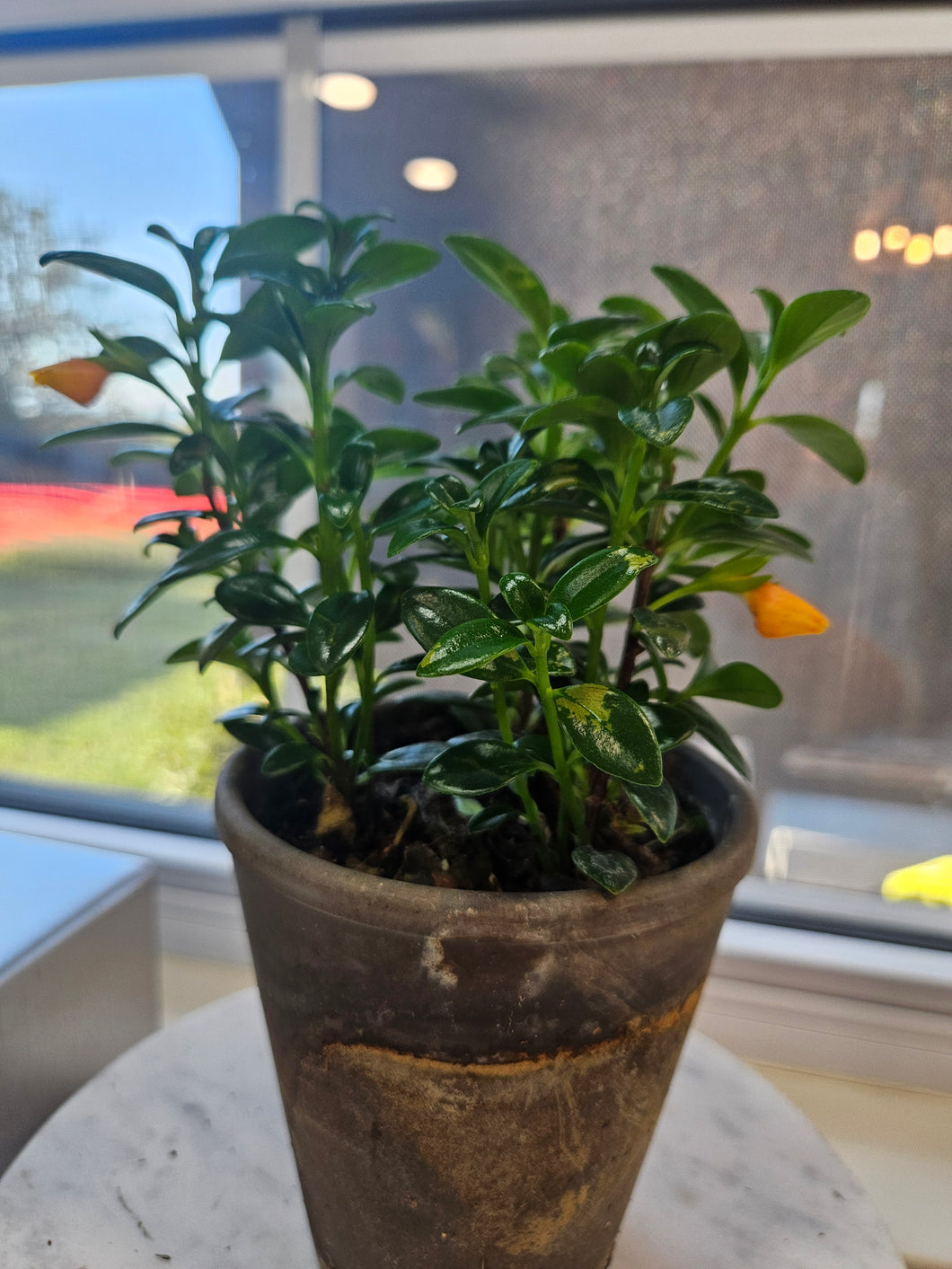 Goldfish Plant