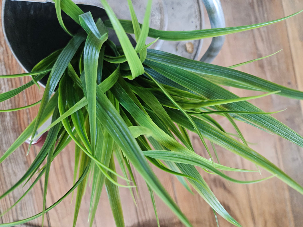 Green Grass Bush