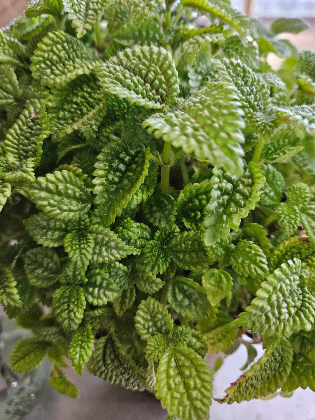Moon Valley Pilea (Friendship Plant)