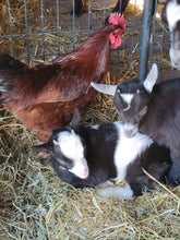 Load image into Gallery viewer, Pictures with the Baby Goats - Spring Fling, Saturday, April 26
