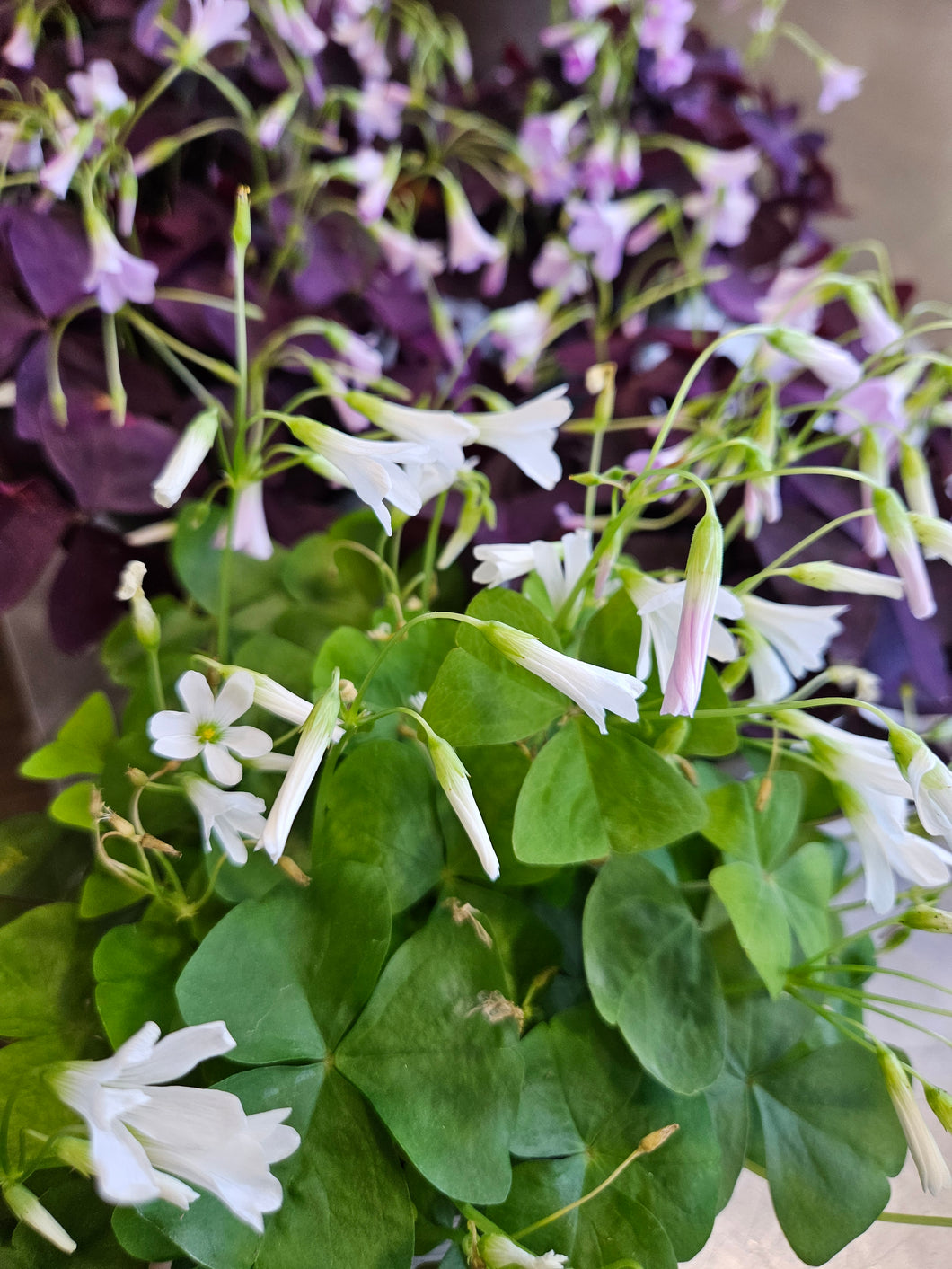 Shamrocks