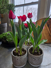 Load image into Gallery viewer, Heart Ceramic Container with Potted Tulips
