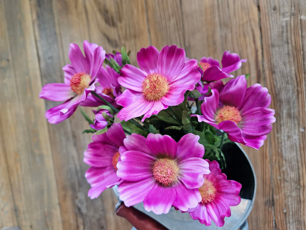 Cosmos Bush - Orchid