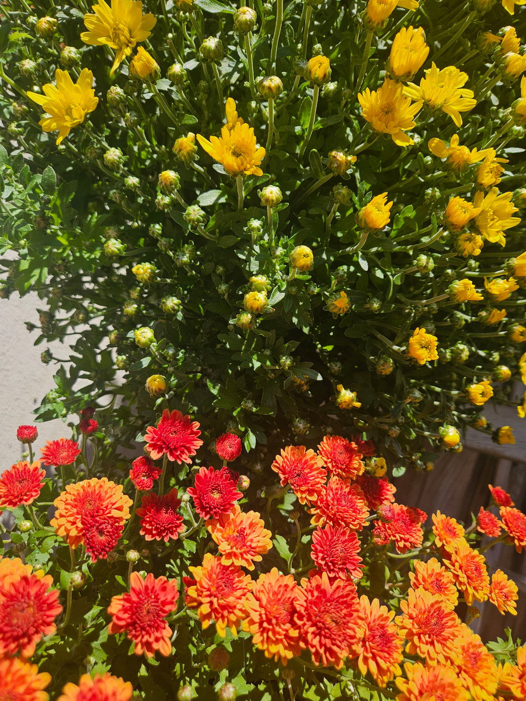 Fall Mums