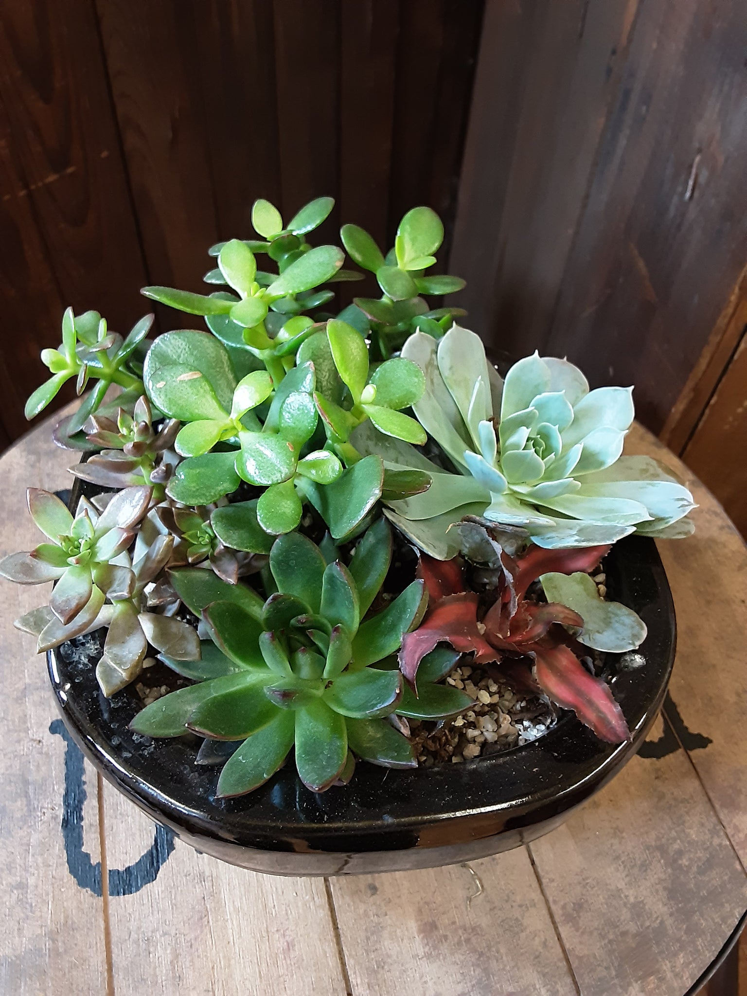succulent gardens for sale Succulent Gardens