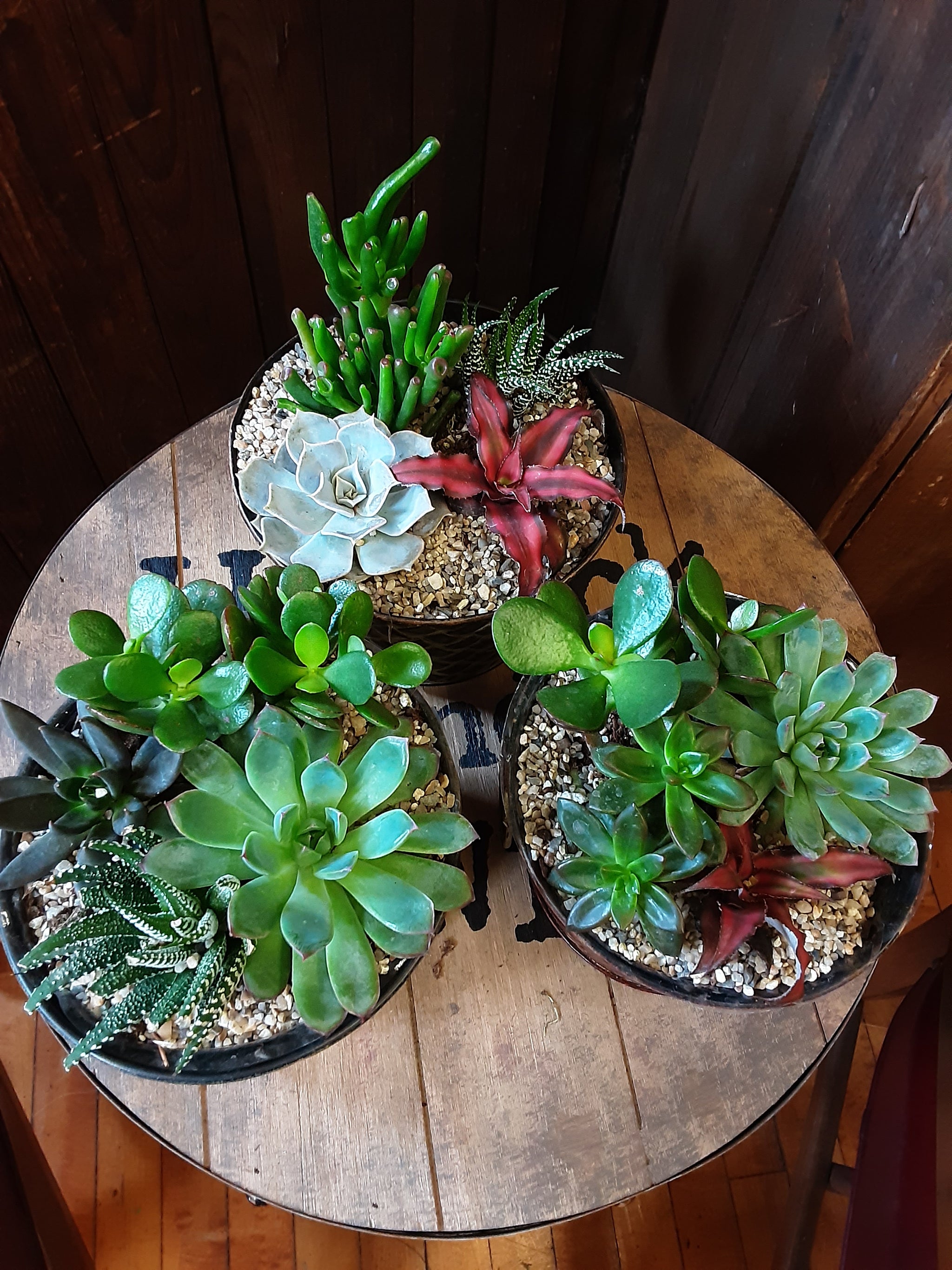 succulent gardens for sale Succulent Gardens