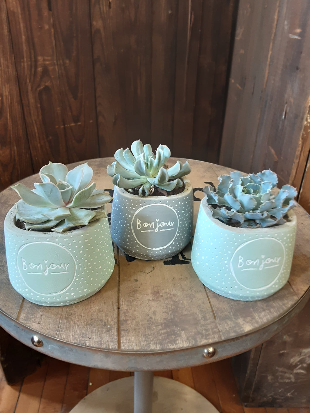 Succulent in Bonjour Container
