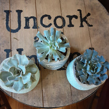 Load image into Gallery viewer, Succulent in Bonjour Container
