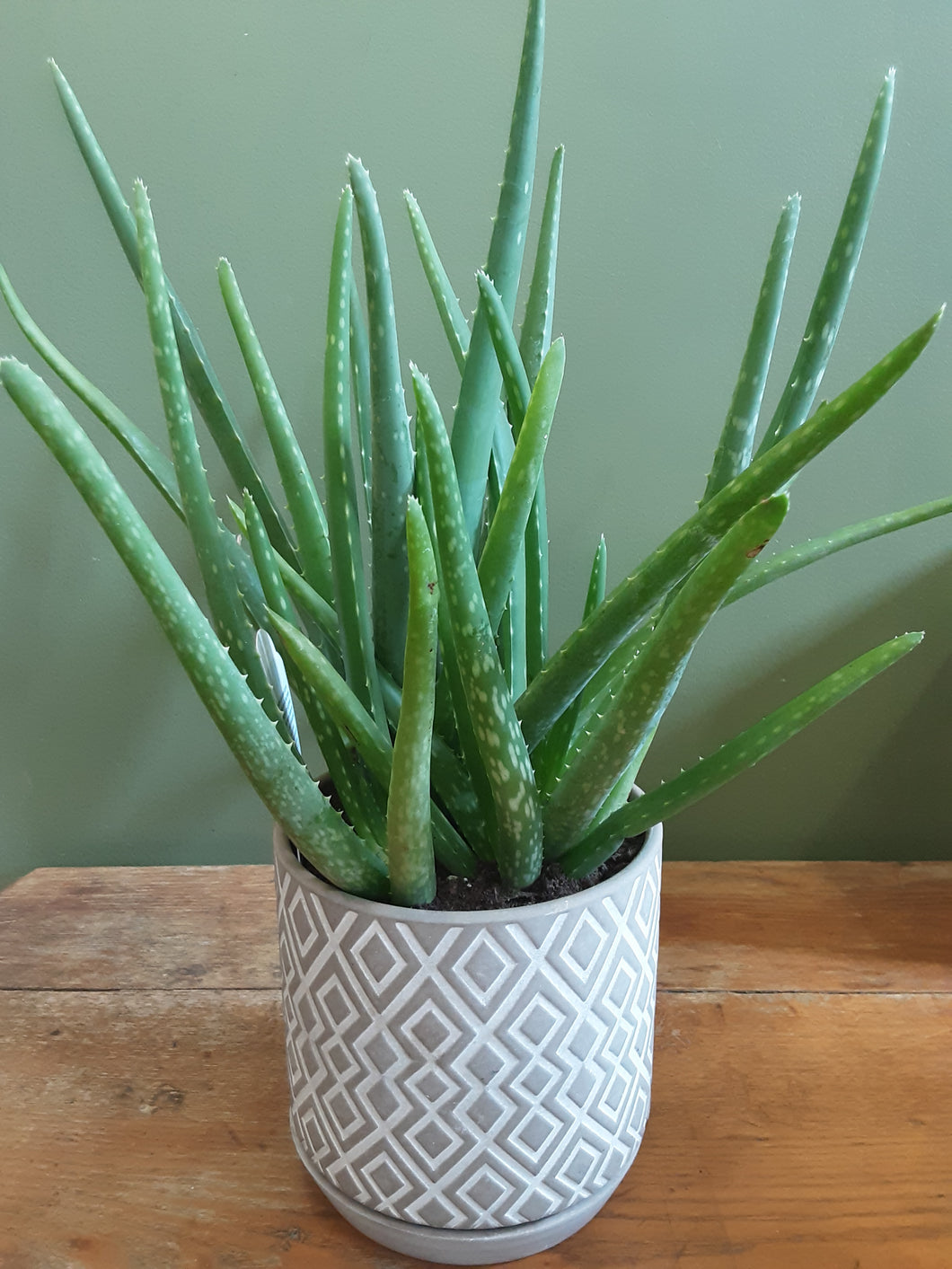 Aloe Potted Plant