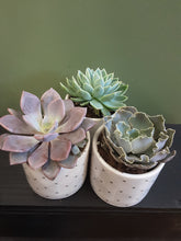 Load image into Gallery viewer, Succulent in Polk-a-dot Container
