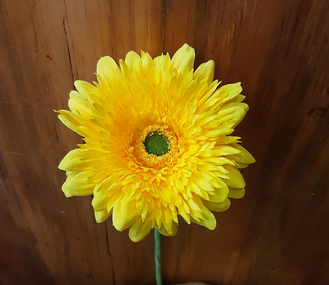 Yellow Gerbera Stem
