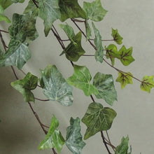 Load image into Gallery viewer, Frosted English Ivy
