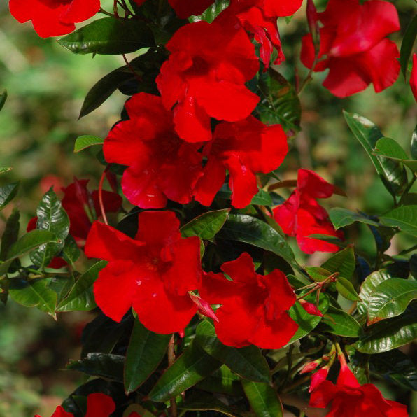 Mandevilla Hoop