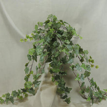 Load image into Gallery viewer, Frosted English Ivy
