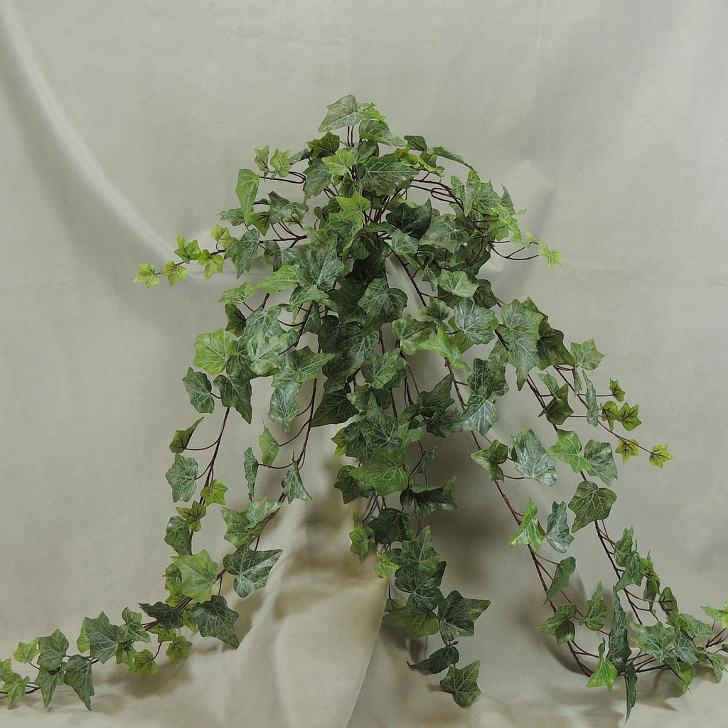 Frosted English Ivy