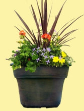 Load image into Gallery viewer, Patio Containers
