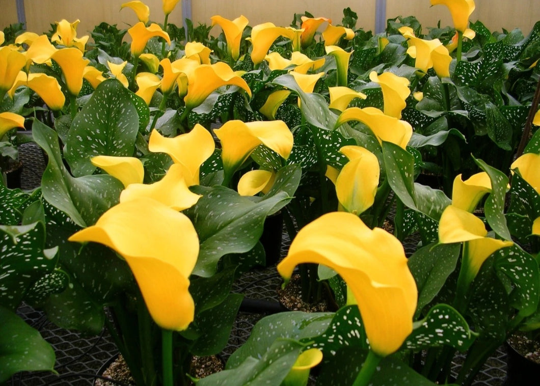 Calla Lily